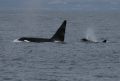 Killer Whale